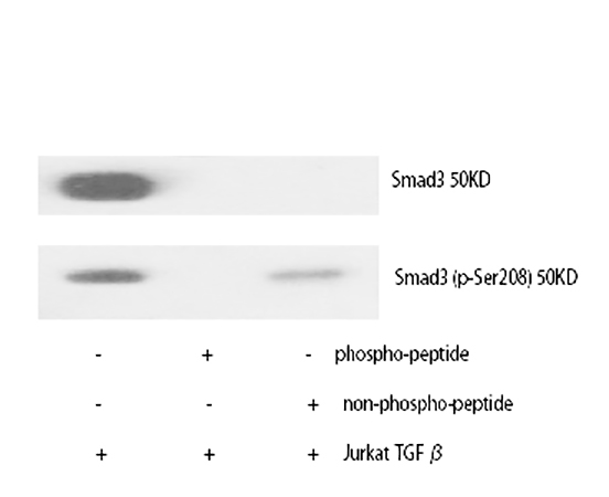 Fig.1. Western Blot analysis of various cells using Smad3 Polyclonal Antibody diluted at 1:500.