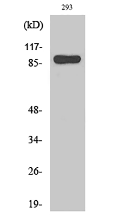Fig.1. Western Blot analysis of various cells using Stat1 Polyclonal Antibody diluted at 1:2000.