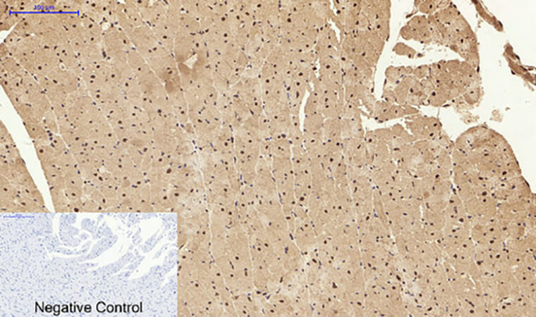 Fig.5. Immunohistochemical analysis of paraffin-embedded rat heart tissue. 1, Stat1 Polyclonal Antibody was diluted at 1:200 (4°C, overnight). 2, Sodium citrate pH 6.0 was used for antibody retrieval (>98°C, 20min). 3, secondary antibody was diluted at 1:200 (room temperature, 30min). Negative control was used by secondary antibody only.