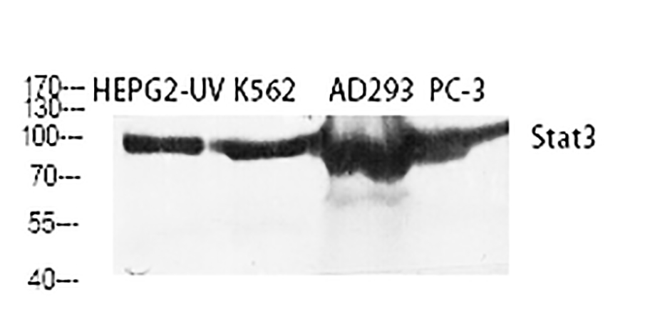 Fig.1. Western Blot analysis of HEPG2-UV (1), K562 (2), AD293 (3), PC-3 (4), diluted at 1:2000.