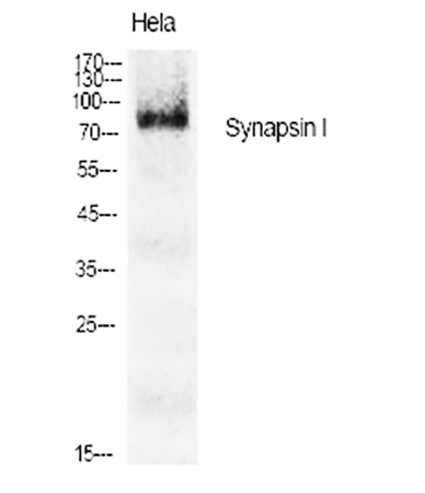 Fig.1. Western Blot analysis of various cells using Synapsin I Polyclonal Antibody diluted at 1:1000.