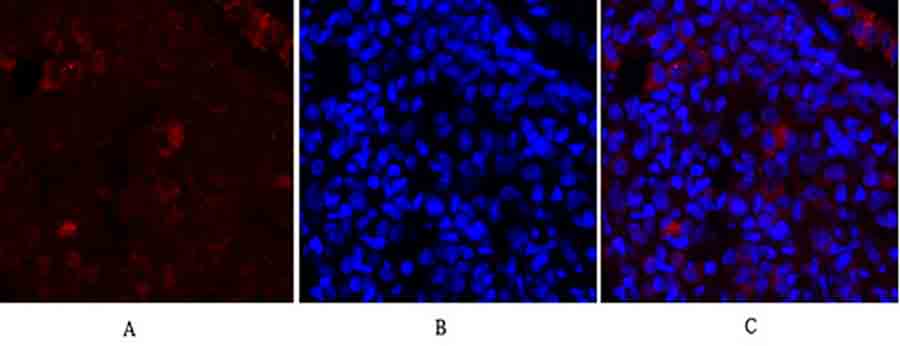 Fig.2. Immunofluorescence analysis of rat lung tissue. 1, Synapsin I Polyclonal Antibody (red) was diluted at 1:200 (4°C, overnight). 2, Cy3 Labeled secondary antibody was diluted at 1:300 (room temperature, 50min). 3, Picture B: DAPI (blue) 10min. Picture A: Target. Picture B: DAPI. Picture C: merge of A+B.