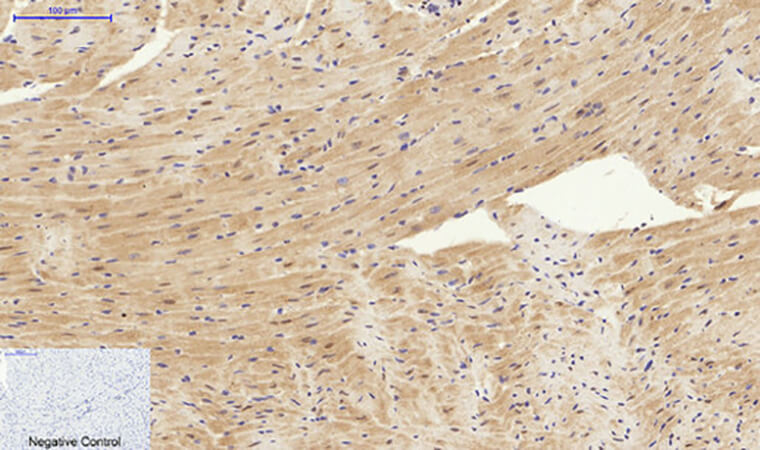 Fig.4. Immunohistochemical analysis of paraffin-embedded mouse heart tissue. 1, Synapsin I Polyclonal Antibody was diluted at 1:200 (4°C, overnight). 2, Sodium citrate pH 6.0 was used for antibody retrieval (>98°C, 20min). 3, secondary antibody was diluted at 1:200 (room temperature, 30min). Negative control was used by secondary antibody only.