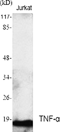 Fig.1. Western Blot analysis of various cells using TNF-α Polyclonal Antibody.