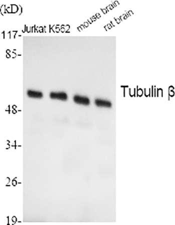 Fig.1. Western Blot analysis of Jurkat (1), K562 (2), mouse brain (3), rat brain (4), diluted at 1:2000.