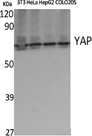 Fig.1. Western Blot analysis of 3T3 (1), Hela (2), HepG2 (3), COLO20S (4), diluted at 1:500.