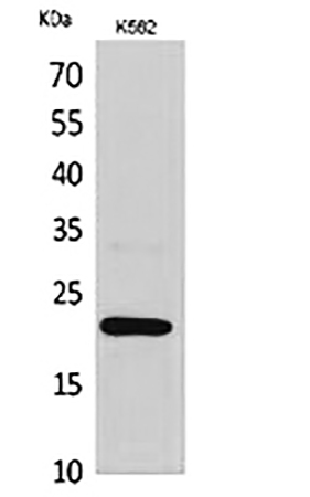 Fig.1. Western Blot analysis of K562 cells using IL-6 Polyclonal Antibody. Antibody was diluted at 1:1000.