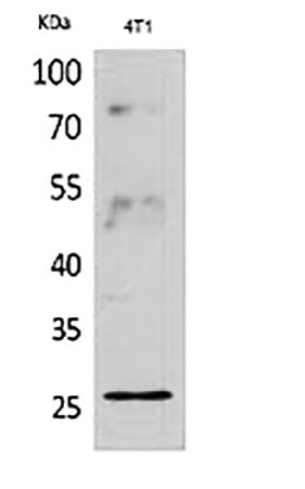 Fig.1. Western Blot analysis of 4T1 cells using CD81 Polyclonal Antibody. Antibody was diluted at 1:2000.