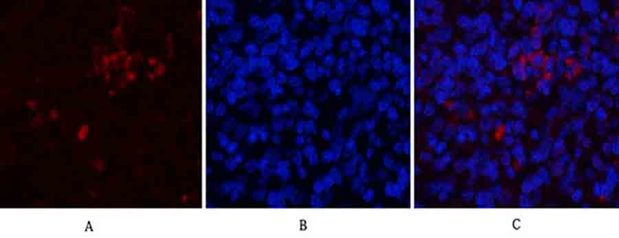 Fig.3. Immunofluorescence analysis of rat spleen tissue. 1, CD81 Polyclonal Antibody (red) was diluted at 1:200 (4°C, overnight). 2, Cy3 Labeled secondary antibody was diluted at 1:300 (room temperature, 50min). 3, Picture B: DAPI (blue) 10min. Picture A: Target. Picture B: DAPI. Picture C: merge of A+B.