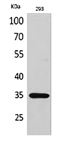 Fig.1. Western Blot analysis of 293 cells using RANKL Polyclonal Antibody.