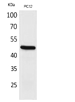 Fig.1. Western Blot analysis of PC12 cells using FOXP3 Polyclonal Antibody. Secondary antibody (catalog#: A21020) was diluted at 1:20000.