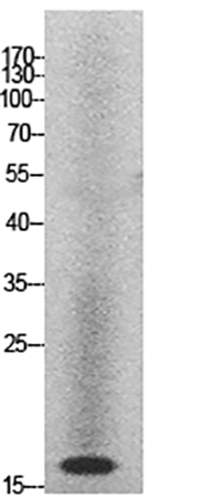 Fig.1. Western Blot analysis of HeLa cells using Histone H2A Polyclonal Antibody.