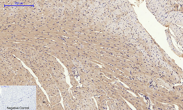 Fig.2. Immunohistochemical analysis of paraffin-embedded mouse heart tissue. 1, Glut4 Polyclonal Antibody was diluted at 1:200 (4°C, overnight). 2, Sodium citrate pH 6.0 was used for antibody retrieval (>98°C, 20min). 3, secondary antibody was diluted at 1:200 (room temperature, 30min). Negative control was used by secondary antibody only.