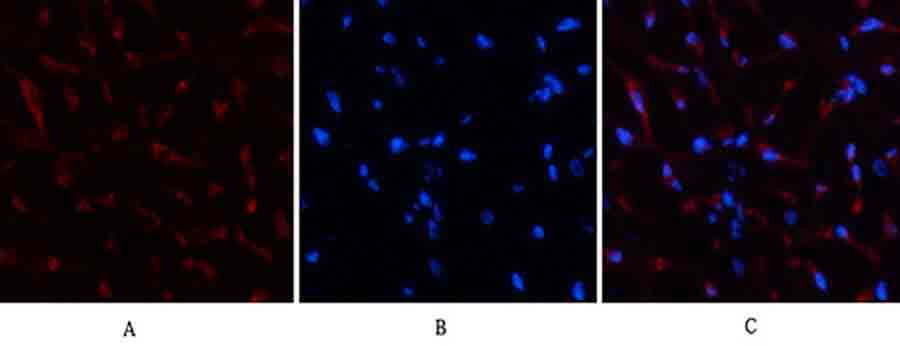 Fig.2. Immunofluorescence analysis of rat heart tissue. 1, AR Polyclonal Antibody (red) was diluted at 1:200 (4°C, overnight). 2, Cy3 Labeled secondary antibody was diluted at 1:300 (room temperature, 50min). 3, Picture B: DAPI (blue) 10min. Picture A: Target. Picture B: DAPI. Picture C: merge of A+B.