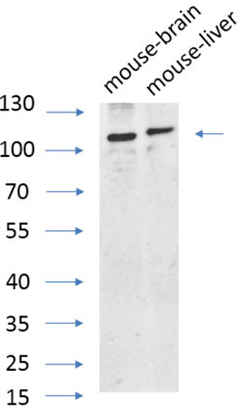 Fig.6. Western Blot analysis of mouse brain (1), mouse liver (2), diluted at 1:1000.