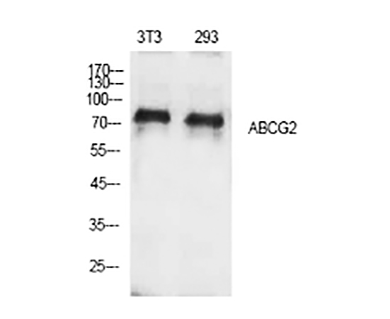 Fig.1. Western Blot analysis of 3T3 (1), 293 (2), diluted at 1:500.