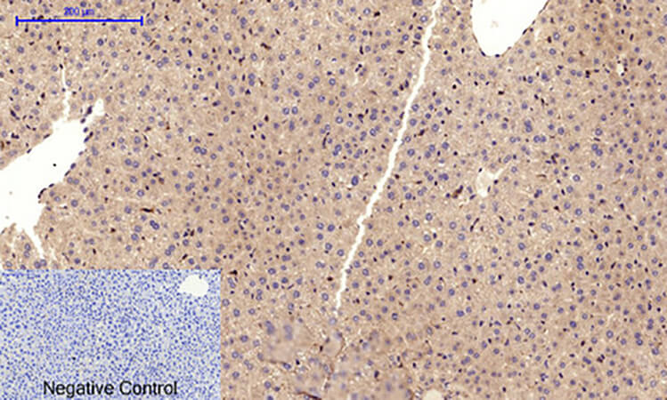 Fig.5. Immunohistochemical analysis of paraffin-embedded mouse liver tissue. 1, VE-Cadherin Polyclonal Antibody was diluted at 1:200 (4°C, overnight). 2, Sodium citrate pH 6.0 was used for antibody retrieval (>98°C, 20min). 3, secondary antibody was diluted at 1:200 (room temperature, 30min). Negative control was used by secondary antibody only.