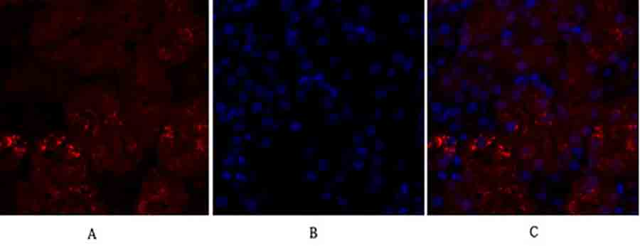Fig.2. Immunofluorescence analysis of mouse kidney tissue. 1, p38 Polyclonal Antibody (red) was diluted at 1:200 (4°C, overnight). 2, Cy3 Labeled secondary antibody was diluted at 1:300 (room temperature, 50min). 3, Picture B: DAPI (blue) 10min. Picture A: Target. Picture B: DAPI. Picture C: merge of A+B.