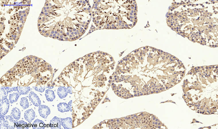 Fig.5. Immunohistochemical analysis of paraffin-embedded mouse testis tissue. 1, p38 Polyclonal Antibody was diluted at 1:200 (4°C, overnight). 2, Sodium citrate pH 6.0 was used for antibody retrieval (>98°C, 20min). 3, secondary antibody was diluted at 1:200 (room temperature, 30min). Negative control was used by secondary antibody only.