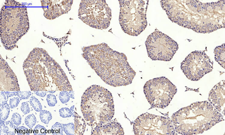 Fig.4. Immunohistochemical analysis of paraffin-embedded mouse testis tissue. 1, mTOR Polyclonal Antibody was diluted at 1:200 (4°C, overnight). 2, Sodium citrate pH 6.0 was used for antibody retrieval (>98°C, 20min). 3, secondary antibody was diluted at 1:200 (room temperature, 30min). Negative control was used by secondary antibody only.