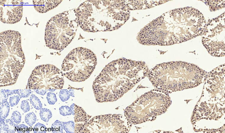 Fig.5. Immunohistochemical analysis of paraffin-embedded Mouse testis tissue. 1,  Smad2 Polyclonal Antibody was diluted at 1:200 (4°C, overnight). 2,  Sodium citrate pH 6.0 was used for antibody retrieval (>98°C, 20min). 3, secondary antibody was diluted at 1:200 (room temperature, 30min). Negative control was used by secondary antibody only.