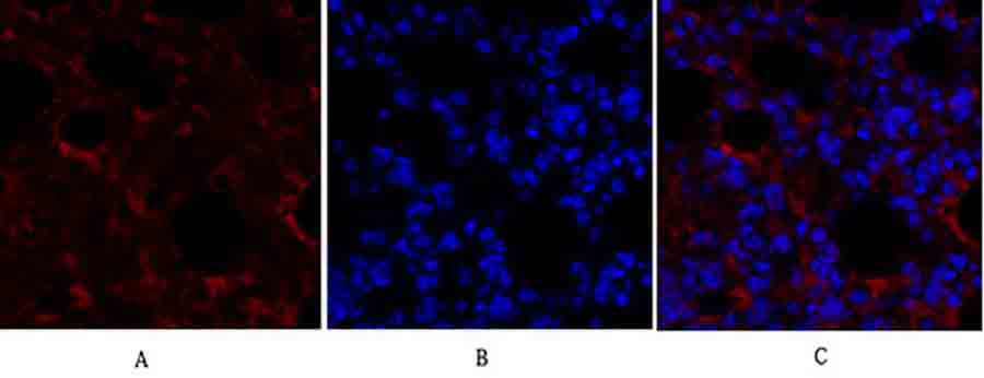 Fig.1. Immunofluorescence analysis of mouse lung tissue. 1, Smad4 Polyclonal Antibody (red) was diluted at 1:200 (4°C, overnight). 2, Cy3 Labeled secondary antibody was diluted at 1:300 (room temperature, 50min). 3, Picture B: DAPI (blue) 10min. Picture A: Target. Picture B: DAPI. Picture C: merge of A+B.