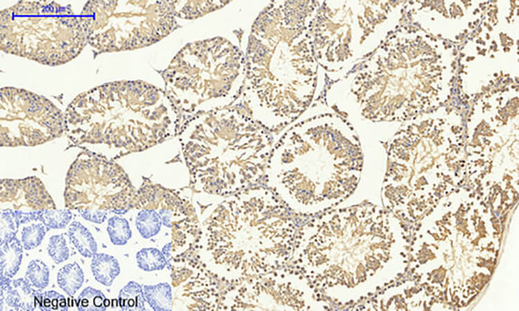 Fig.4. Immunohistochemical analysis of paraffin-embedded mouse testis tissue. 1, Smad4 Polyclonal Antibody was diluted at 1:200 (4°C, overnight). 2, Sodium citrate pH 6.0 was used for antibody retrieval (>98°C, 20min). 3, secondary antibody was diluted at 1:200 (room temperature, 30min). Negative control was used by secondary antibody only.