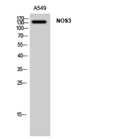 Fig.1. Western Blot analysis of A549 cells using NOS3 Polyclonal Antibody diluted at 1:1000.