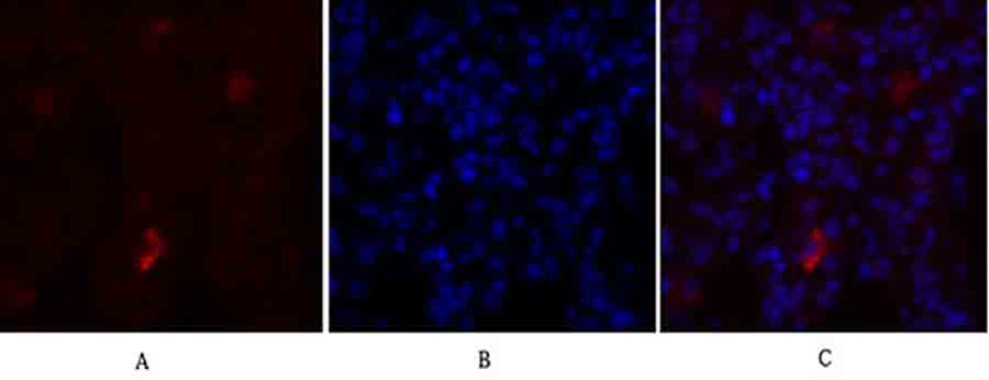 Fig.2. Immunofluorescence analysis of rat lung tissue. 1, NOS3 Polyclonal Antibody (red) was diluted at 1:200 (4°C, overnight). 2, Cy3 Labeled secondary antibody was diluted at 1:300 (room temperature, 50min). 3, Picture B: DAPI (blue) 10min. Picture A: Target. Picture B: DAPI. Picture C: merge of A+B.