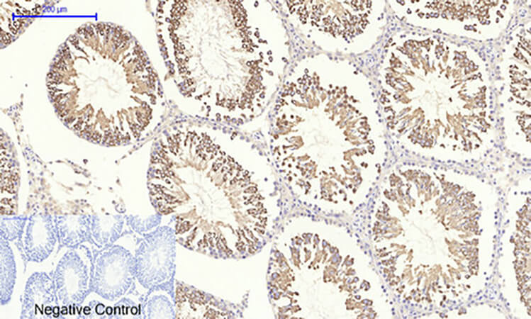 Fig.5. Immunohistochemical analysis of paraffin-embedded rat testis tissue. 1, NOS3 Polyclonal Antibody was diluted at 1:200 (4°C, overnight). 2, Sodium citrate pH 6.0 was used for antibody retrieval (>98°C, 20min). 3, secondary antibody was diluted at 1:200 (room temperature, 30min). Negative control was used by secondary antibody only.