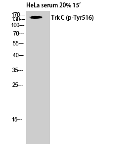 Fig. Western Blot analysis of HELA cells using Phospho-Trk C (Y516) Polyclonal Antibody.