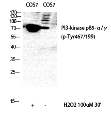 Fig.1. Western Blot analysis of COS7 (1), COS7 (2), diluted at 1:1000.