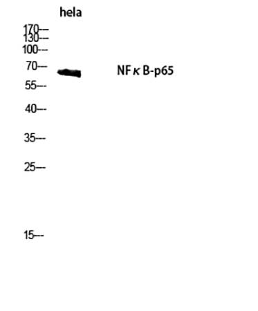 Fig.1. Western Blot analysis of hela cells using NFκB-p65 Polyclonal Antibody diluted at 1:2000.