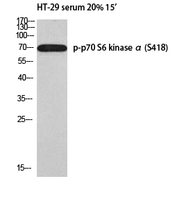 Fig.1. Western blot analysis of HT-29 serum 20% 15' using p-p70 S6 kinase α (S418) antibody. Antibody was diluted at 1:1000.