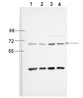 Fig.2. The picture was kindly provided by our customer,antibody was diluted at 1:500.