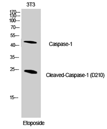 Fig.1. Western Blot analysis of NIH-3T3 cells using Cleaved-Caspase-1 (D210) Polyclonal Antibody diluted at 1:1000.