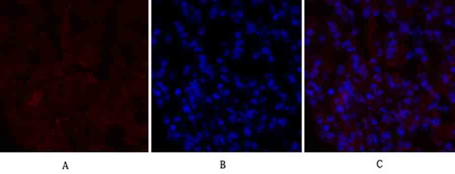 Fig.1. Immunofluorescence analysis of mouse lung tissue. 1, PERK Polyclonal Antibody (red) was diluted at 1:200 (4°C, overnight). 2, Cy3 Labeled secondary antibody was diluted at 1:300 (room temperature, 50min). 3, Picture B: DAPI (blue) 10min. Picture A: Target. Picture B: DAPI. Picture C: merge of A+B.