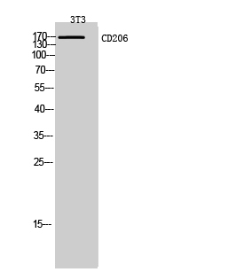 Fig.2. Western Blot analysis of 3T3 cells using CD206 Polyclonal Antibody. Secondary antibody (catalog#: A21020) was diluted at 1:20000.