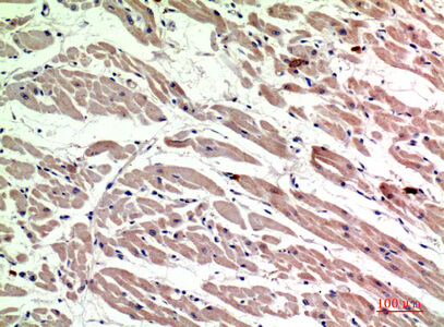 Fig.3. Immunohistochemical analysis of paraffin-embedded human-heart, antibody was diluted at 1:200.