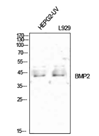 Fig.1. Western Blot analysis of HEPG2-UV (1), L929 (2), diluted at 1:1000.