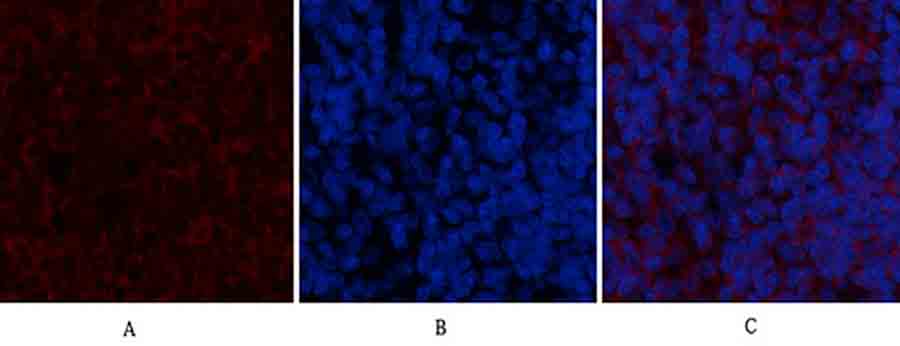 Fig.3. Immunofluorescence analysis of rat spleen tissue. 1, BMP-2 Polyclonal Antibody (red) was diluted at 1:200 (4°C, overnight). 2, Cy3 Labeled secondary antibody was diluted at 1:300 (room temperature, 50min). 3, Picture B: DAPI (blue) 10min. Picture A: Target. Picture B: DAPI. Picture C: merge of A+B.