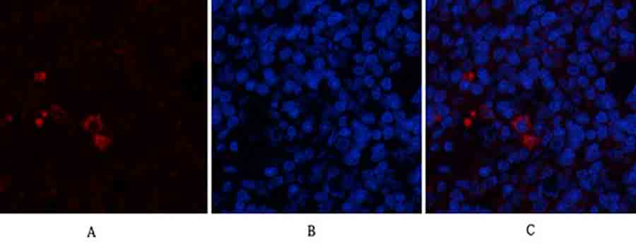 Fig.3. Immunofluorescence analysis of rat spleen tissue. 1, PTEN Polyclonal Antibody (red) was diluted at 1:200 (4°C, overnight). 2, Cy3 Labeled secondary antibody was diluted at 1:300 (room temperature, 50min). 3, Picture B: DAPI (blue) 10min. Picture A: Target. Picture B: DAPI. Picture C: merge of A+B.