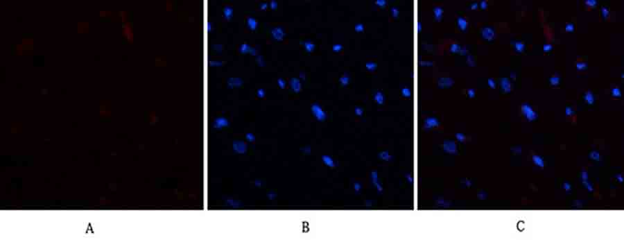 Fig.1. Immunofluorescence analysis of rat heart tissue. 1, E2F-1 Polyclonal Antibody (red) was diluted at 1:200 (4°C, overnight). 2, Cy3 Labeled secondary antibody was diluted at 1:300 (room temperature, 50min). 3, Picture B: DAPI (blue) 10min. Picture A: Target. Picture B: DAPI. Picture C: merge of A+B.