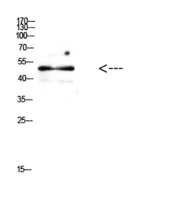 Fig.3. Western Blot analysis of mouse brain cells using Antibody diluted at 1:500.