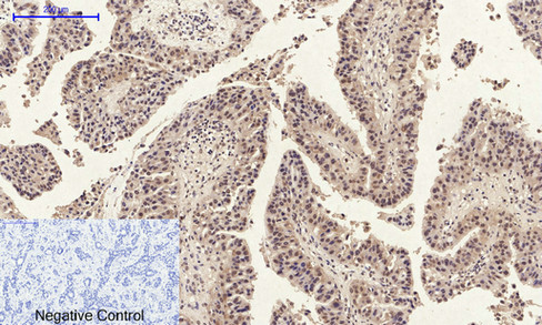 Fig.4. Immunohistochemical analysis of paraffin-embedded human-spleen, antibody was diluted at 1:200.