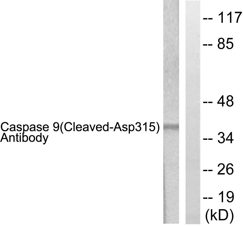 Fig.4. Western blot analysis of lysates from 293 cells, treated with Etoposide 25uM 60', using Caspase 9 (Cleaved-Asp315) Antibody. The lane on the right is blocked with the synthesized peptide.