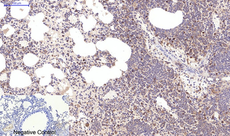 Fig.3. Immunohistochemical analysis of paraffin-embedded mouse lung tissue. 1, Cleaved-Notch 2 (D1733) Polyclonal Antibody was diluted at 1:200 (4°C, overnight). 2, Sodium citrate pH 6.0 was used for antibody retrieval (>98°C, 20min). 3, secondary antibody was diluted at 1:200 (room temperature, 30min). Negative control was used by secondary antibody only.