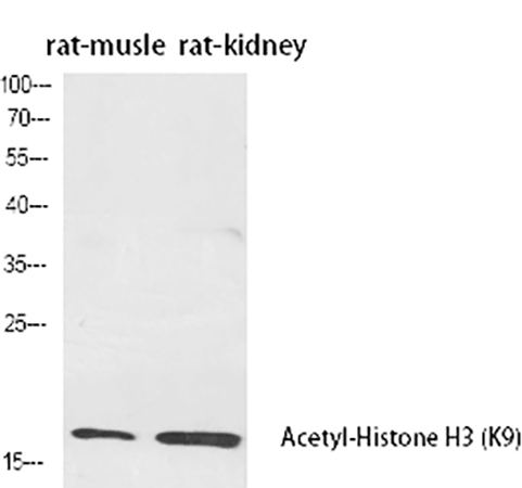 Fig.1. Western Blot analysis of rat musle (1), rat kidney (2), diluted at 1:2000.