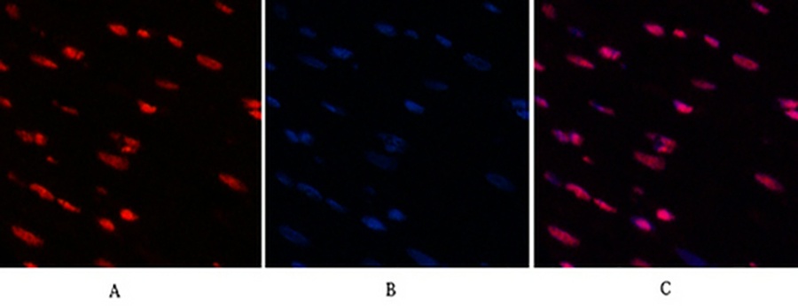 Fig.6. Immunofluorescence analysis of rat heart tissue. 1, Histone H3 (Acetyl Lys9) Polyclonal Antibody (red) was diluted at 1:200 (4°C, overnight). 2, Cy3 Labeled secondary antibody was diluted at 1:300 (room temperature, 50min). 3, Picture B: DAPI (blue) 10min. Picture A: Target. Picture B: DAPI. Picture C: merge of A+B.