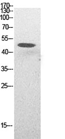 Fig.1. Western Blot analysis of HepG2 cells using Acetyl-p53 (K382) Polyclonal Antibody. Antibody was diluted at 1:500.